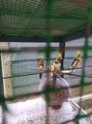 Cockatiel Birds
