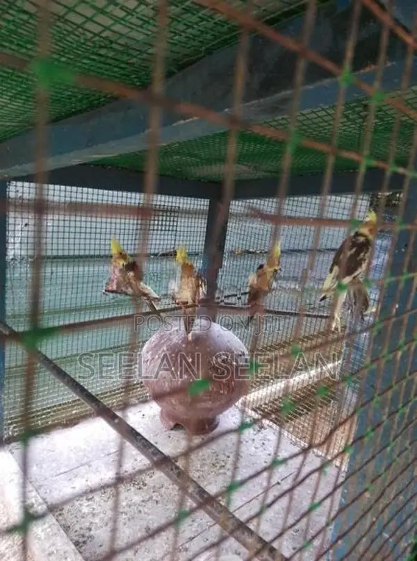 Cockatiel Birds