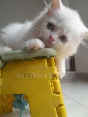 Persian Kitten
