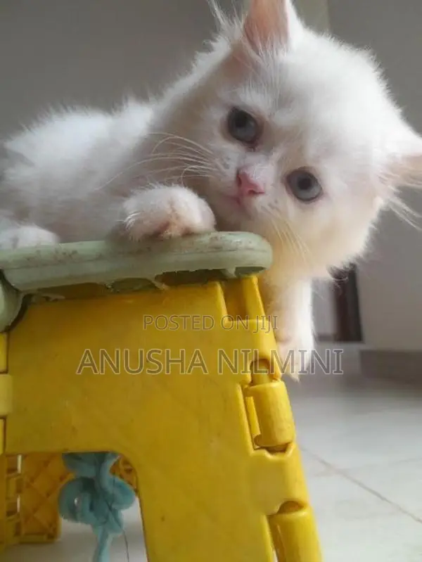 Persian Kitten