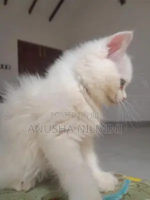 Persian Kitten