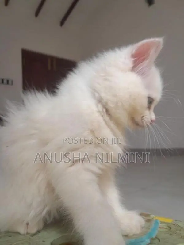 Persian Kitten