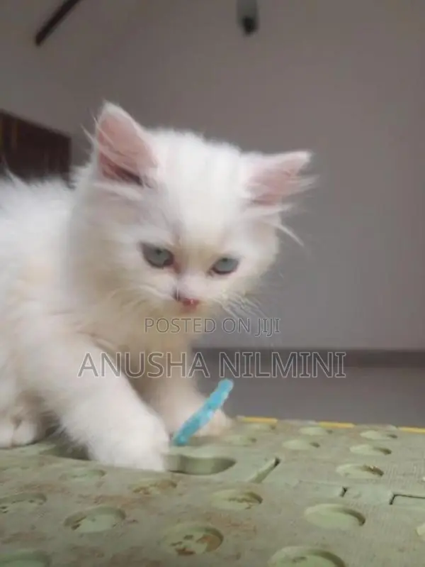 Persian Kitten