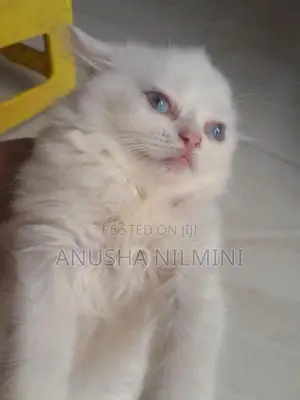 Persian Kitten