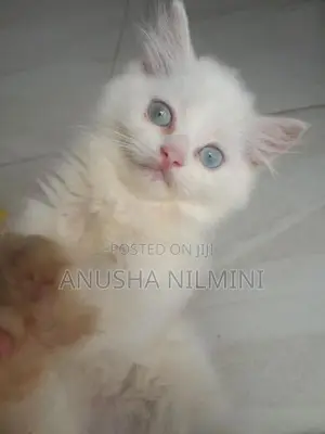 Persian Kitten