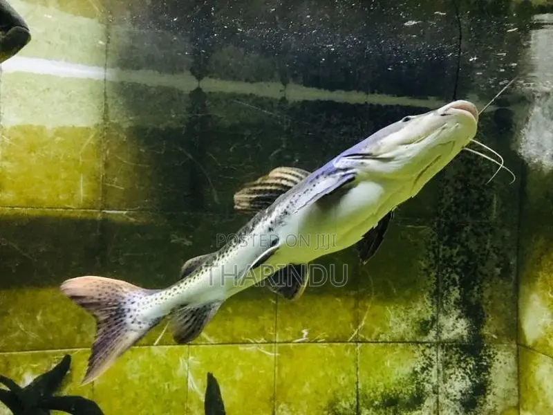 TNS Hybrid Fish
