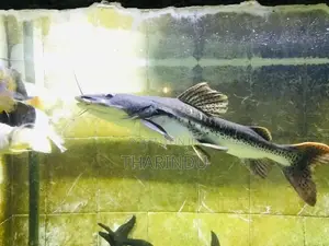 TNS Hybrid Fish