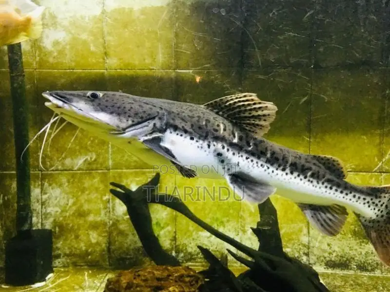 TNS Hybrid Fish