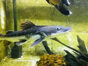 TNS Hybrid Fish