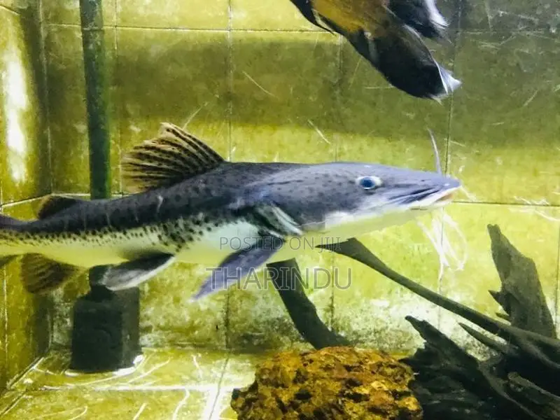 TNS Hybrid Fish