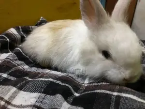 Angora With Dutch Rabbits