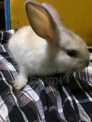 Angora With Dutch Rabbits