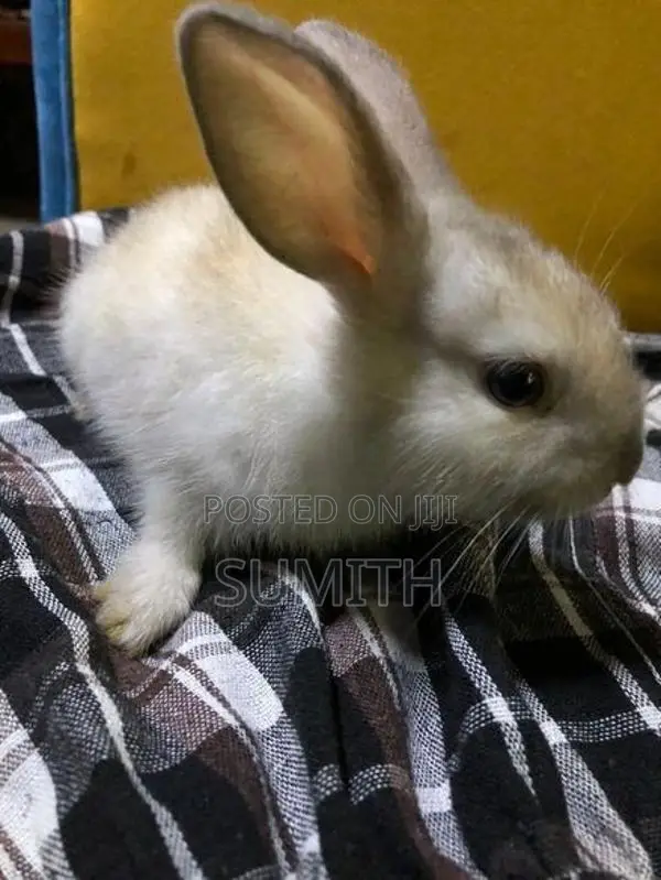 Angora With Dutch Rabbits