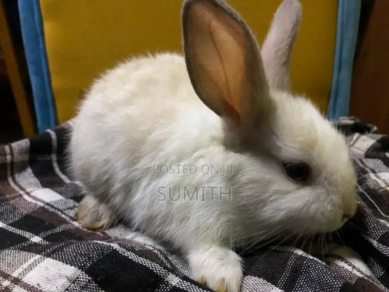 Angora With Dutch Rabbits