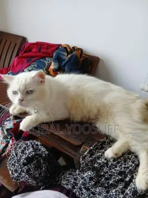 Persian Cats