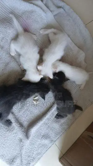 Persian Cats