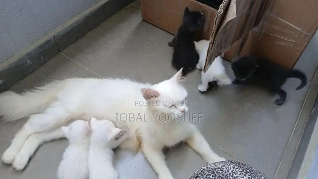 Persian Cats