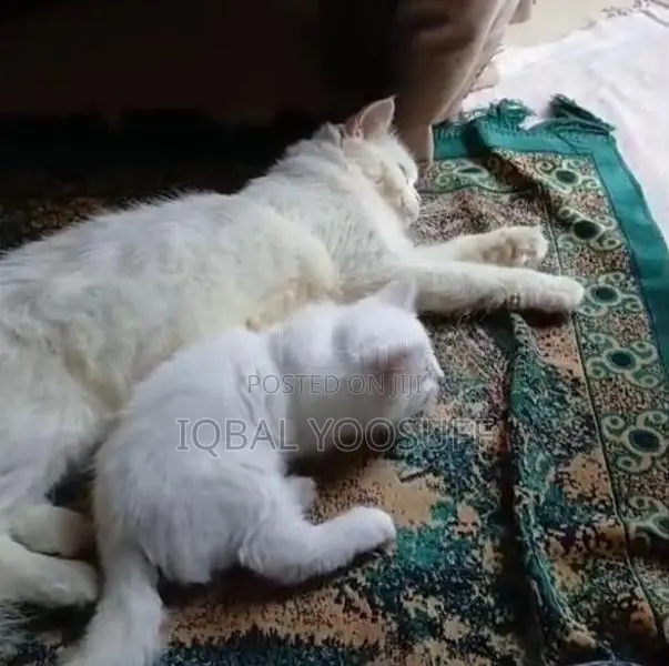 Persian Cats