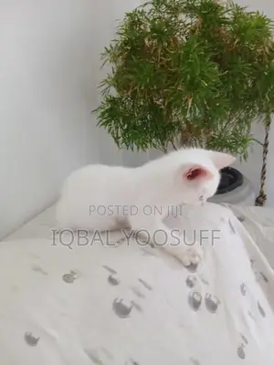 Persian Cats