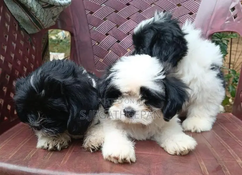 Shih Tzu Puppies