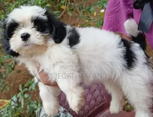 Shih Tzu Puppies