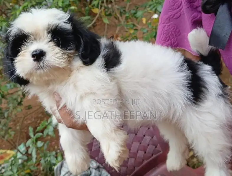 Shih Tzu Puppies