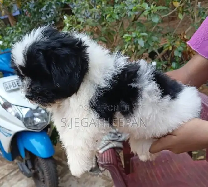 Shih Tzu Puppies