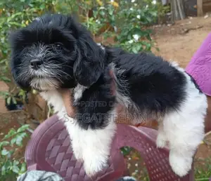 Shih Tzu Puppies