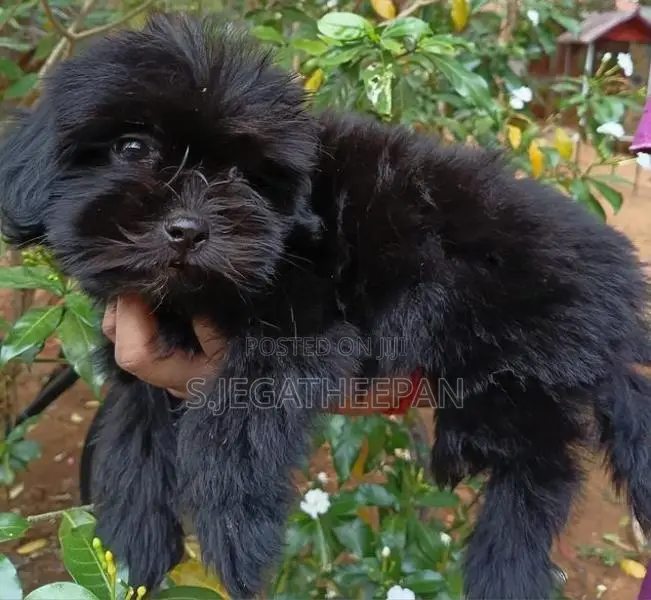Shih Tzu Mixed Puppies
