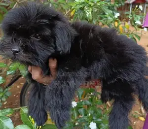 Shih Tzu Mixed Puppies