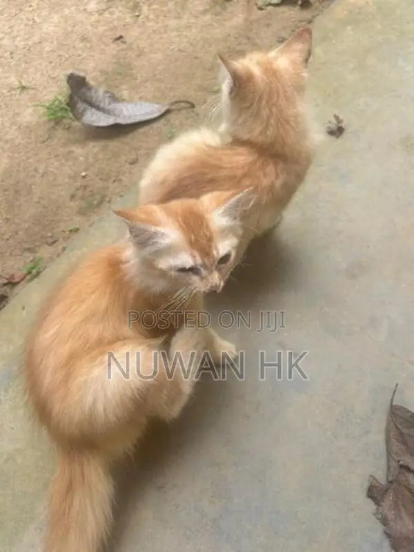 Persian Puppy