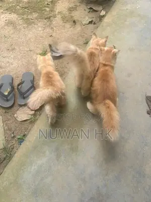 Persian Puppy