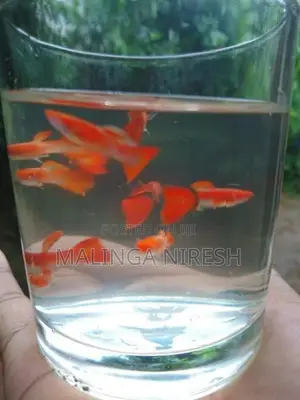 Albino Kohaku Guppy