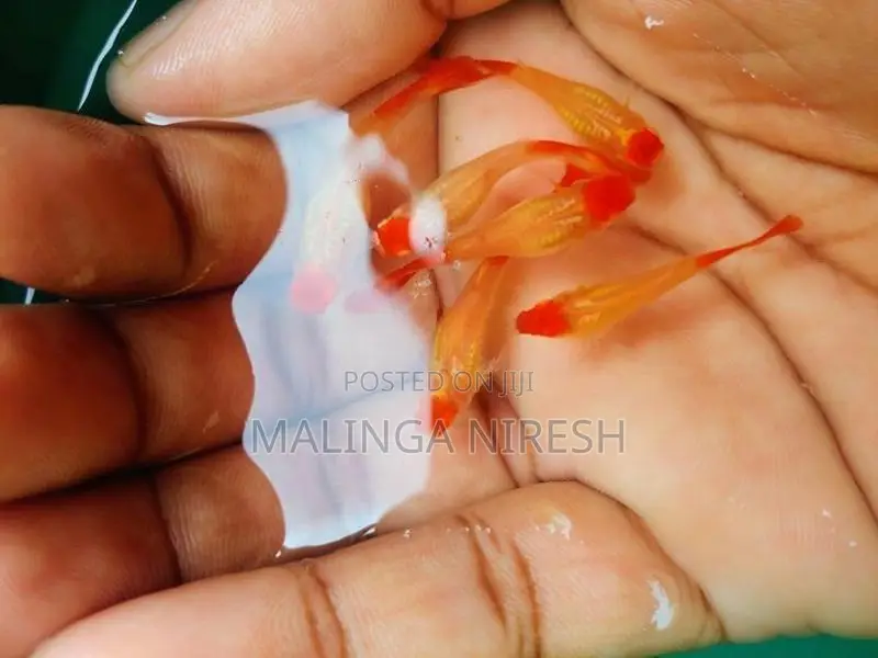 Albino Kohaku Guppy