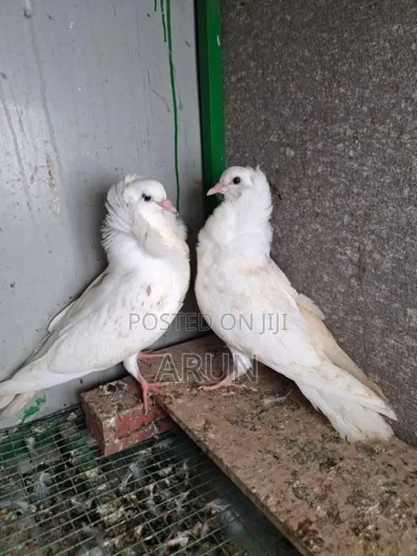 White Jogapion Pigeons