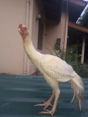 Parrot Beak Long Tail