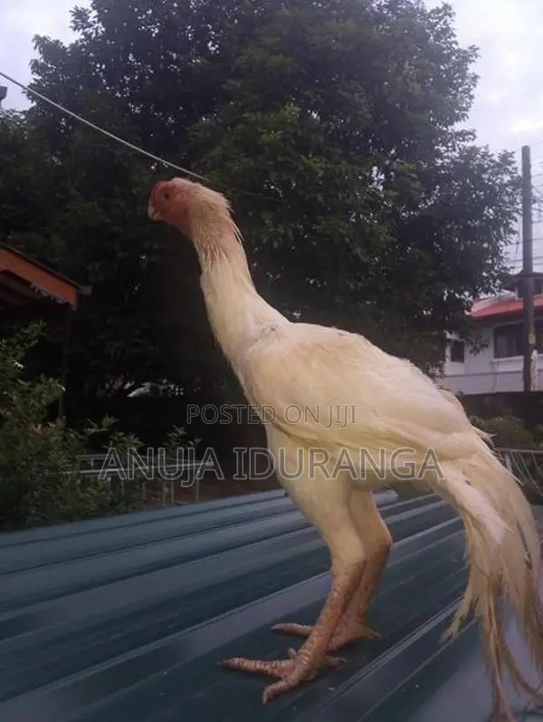 Parrot Beak Long Tail