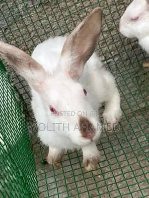 California Cross Rabbit