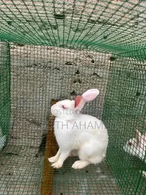 California Cross Rabbit