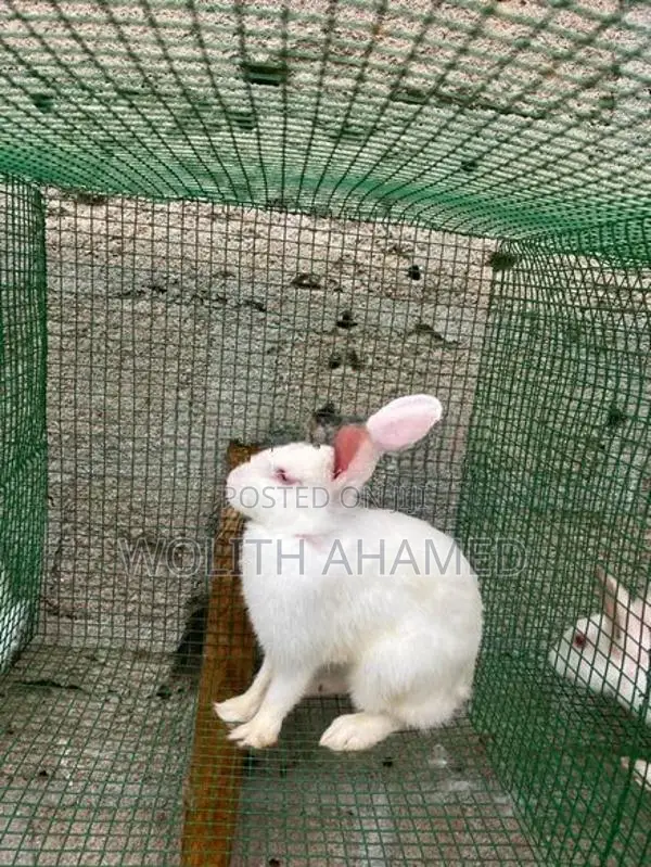 California Cross Rabbit