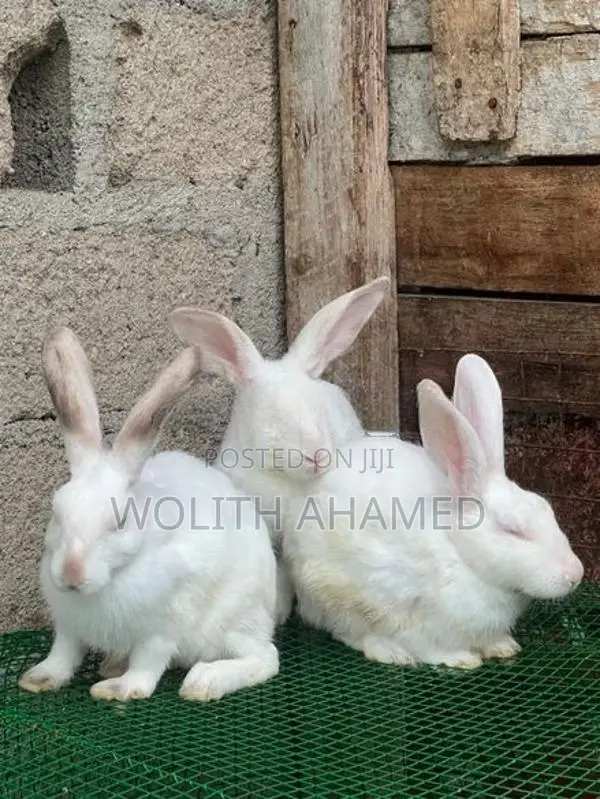 California Cross Rabbit
