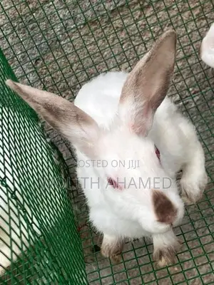 California Cross Rabbit