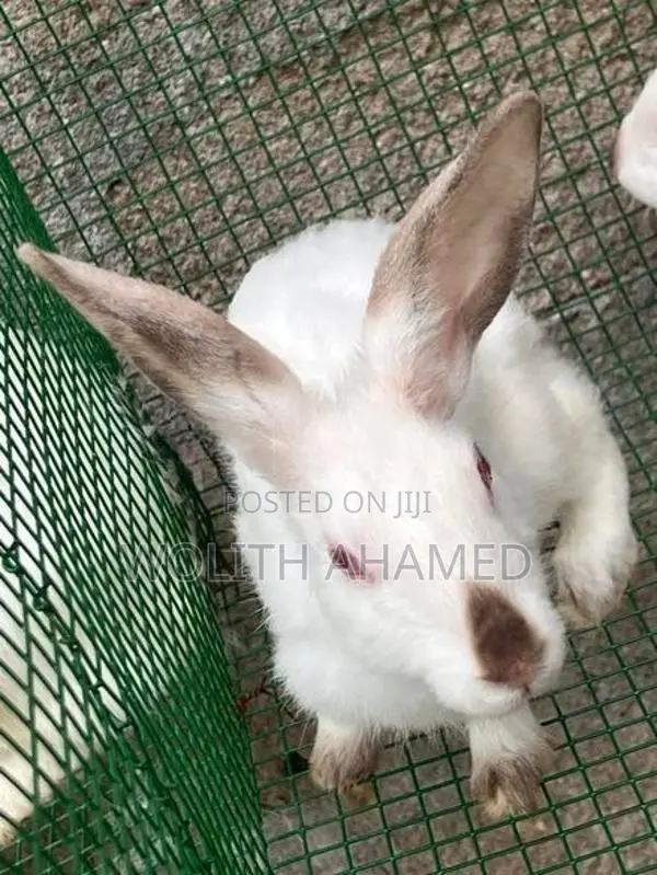 California Cross Rabbit