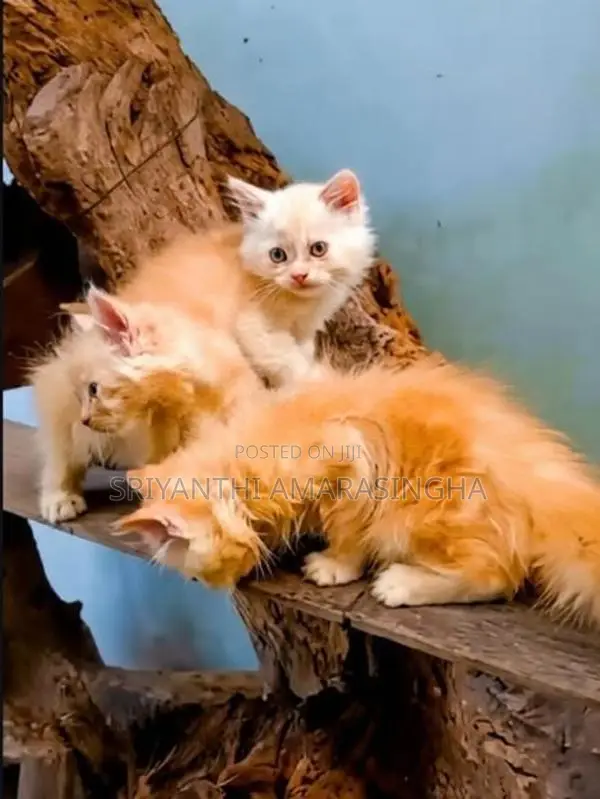 Persian Cats