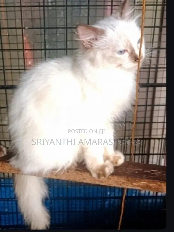 Persian Cats