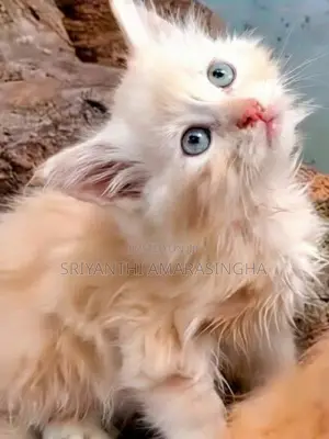 Persian Cats