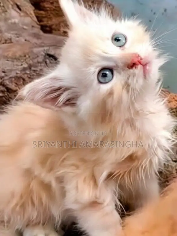 Persian Cats