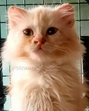 Persian Cats