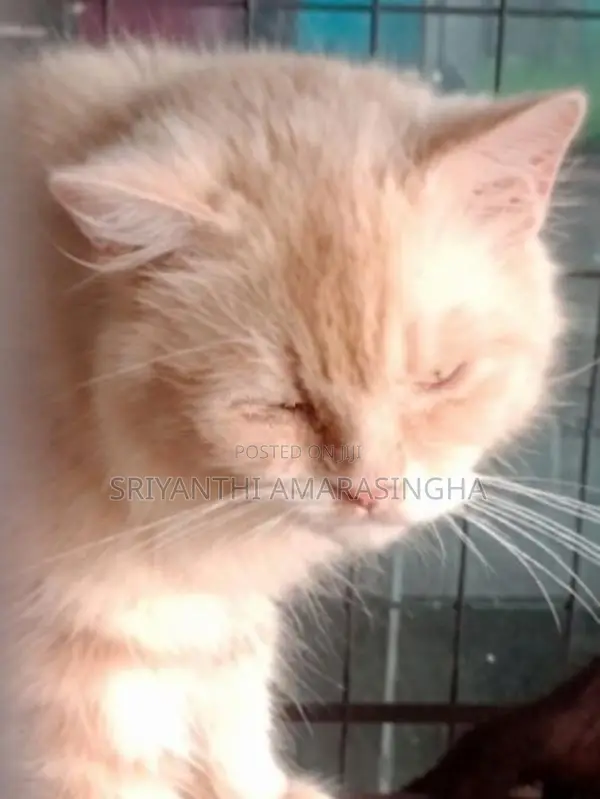 Persian Cats