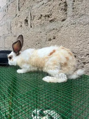 Rabbits